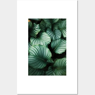 Green Hawaiian Leaves II Posters and Art